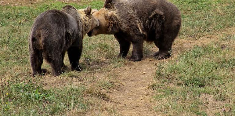 Más de 5.500 personas visitaron la Casa del Oso de Proaza durante el verano