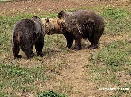 Más de 5.500 personas visitaron la Casa del Oso de Proaza durante el verano