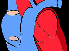 Este miércoles se celebra el Día Mundial del Corazón que nos recuerda que las afecciones coronarias siguen siendo la primera causa de muerte en el mundo