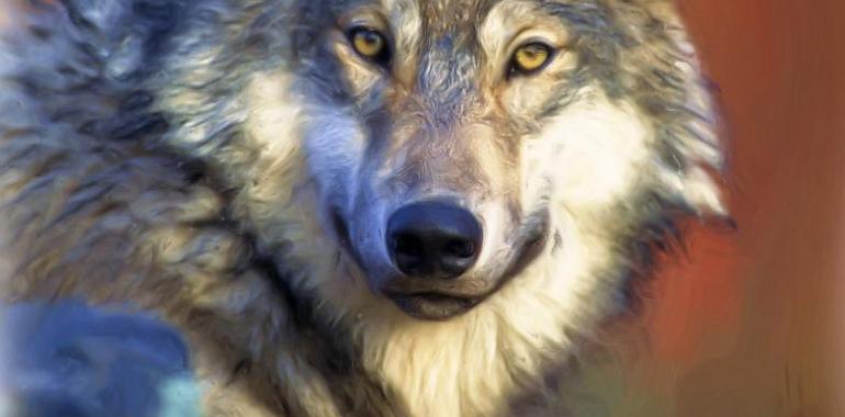 Asturias presentará un recurso contra la orden ministerial que incluye el lobo en el Listado de Especies Silvestres en Régimen de Protección Especial