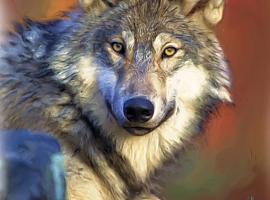 Asturias presentará un recurso contra la orden ministerial que incluye el lobo en el Listado de Especies Silvestres en Régimen de Protección Especial