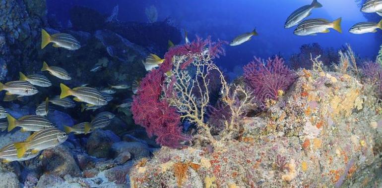 Así se enfrentará la biodiversidad marina a la lava fundente