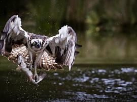 Visita guiada por la ría de Villaviciosa para celebrar el Día Mundial de las Aves