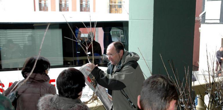 El Ayuntamiento de Tineo reparte de forma gratuita cerca de 800 frutales entre vecinos del concejo