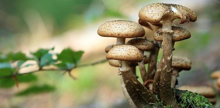 El Principado convoca ayudas para entidades del ámbito forestal para favorecer el desarrollo sostenible