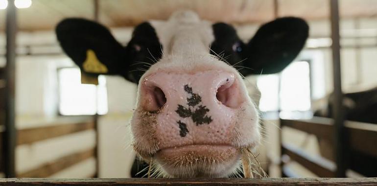 Asturias ya es zona libre de tuberculosis bovina 