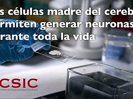 Las células madre del cerebro permiten generar neuronas durante toda la vida