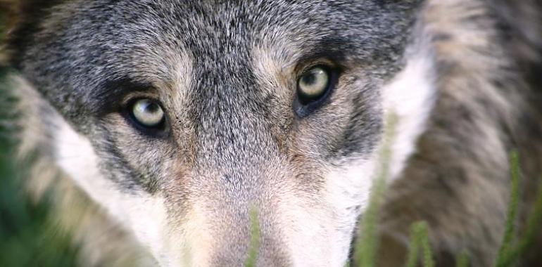 Asturias, Galicia, Castilla y León y Cantabria solicitan al ministerio la retirada del borrador de la Estrategia del lobo