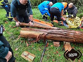 Hospitalizado un vecino de Muncó de Siero herido por caída de árbol