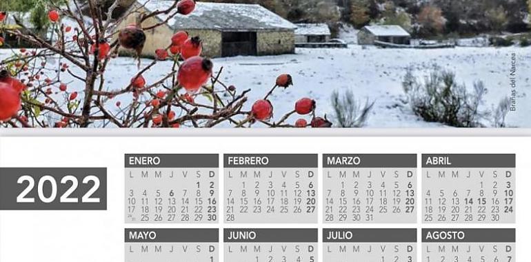 En Ayuntamiento de Cangas del Narcea reparte 5.500 calendarios entre sus vecinos para felicitar la Navidad
