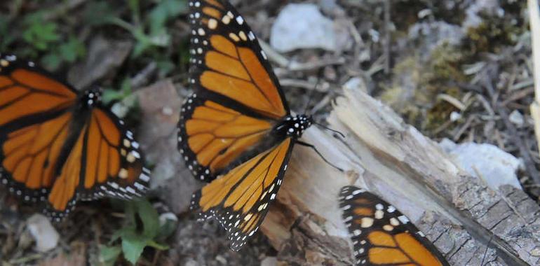 Los santuarios de la Monarca se abren para el avistamiento