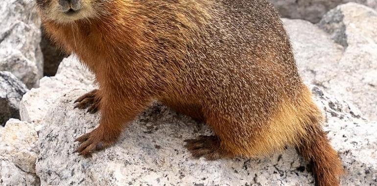 Hoy es el Día de la Marmota: ¿cómo será la segunda mitad del invierno