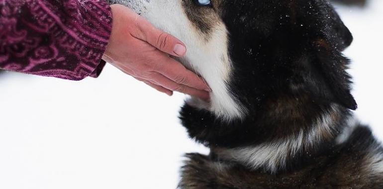 La defensa del bienestar animal une prácticamente a todo el sector