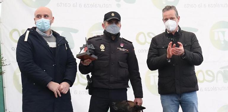 Perros de raza, mastinos y polis con medalla en Tineo