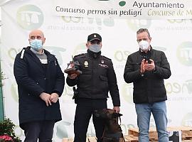 Perros de raza, mastinos y polis con medalla en Tineo