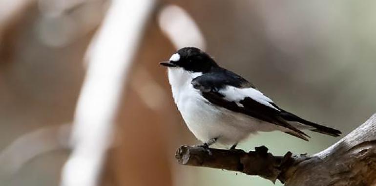 ¿Sabes que para las aves que quieren buscar pareja el físico no es importante