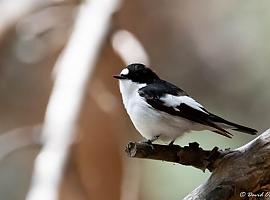 ¿Sabes que para las aves que quieren buscar pareja el físico no es importante