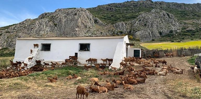 Se analiza la creación de rebaños comunitarios de ovino y caprino como herramientas de gestión de los montes y la biodiversidad