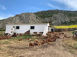 Se analiza la creación de rebaños comunitarios de ovino y caprino como herramientas de gestión de los montes y la biodiversidad