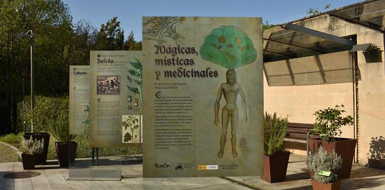 El Jardín Botánico Atlántico de Gijón/Xixón inaugura la exposición “Mágicas, místicas y medicinales. Plantas y hongos psicoactivos”