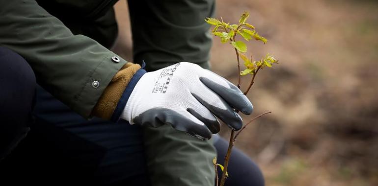 Gracias a los EcoPeregrinos se plantan más de 300 árboles autóctonos en Asturias