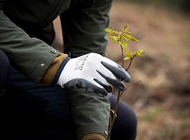Gracias a los EcoPeregrinos se plantan más de 300 árboles autóctonos en Asturias