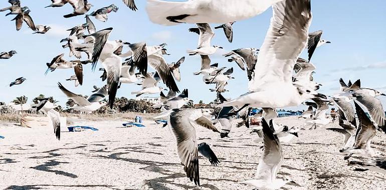 Avilés persigue el control de gaviotas y estorninos 