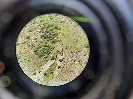 Localizados los restos de un oso pardo en el Parque Natural de las Fuentes del Narcea, Degaña e Ibias