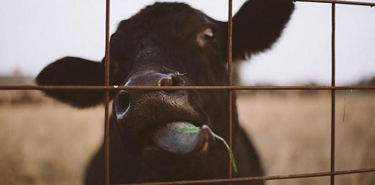 El régimen de estimación agraria del IRPF 2021 en Asturias beneficia a los diferentes sectores ganaderos 