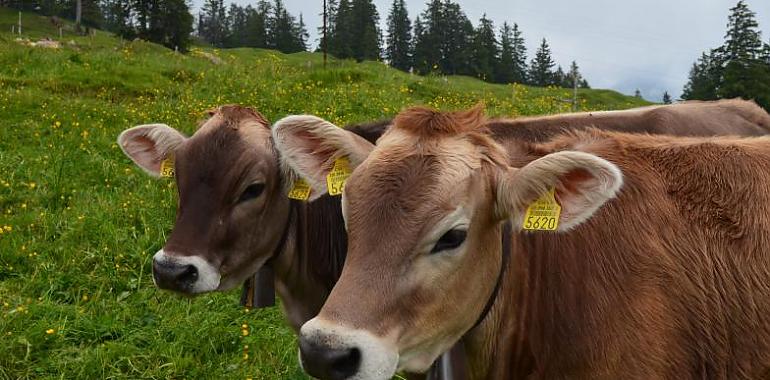 Asturias ya es una zona libre de tuberculosis bovina