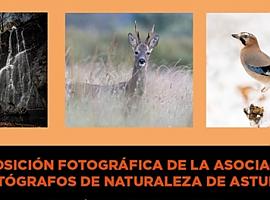 El Corte Inglés de Oviedo acoge la exposición fotográfica sobre la naturaleza en el Principado de Asturias 