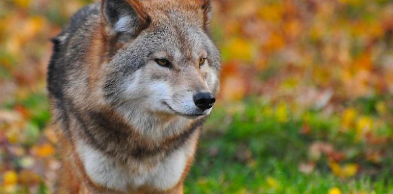 Asturias, Galicia, Cantabria y Castilla y León trabajan de manera coordinada en aspectos y controles poblacionales de lobo