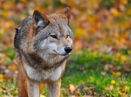 Asturias, Galicia, Cantabria y Castilla y León trabajan de manera coordinada en aspectos y controles poblacionales de lobo