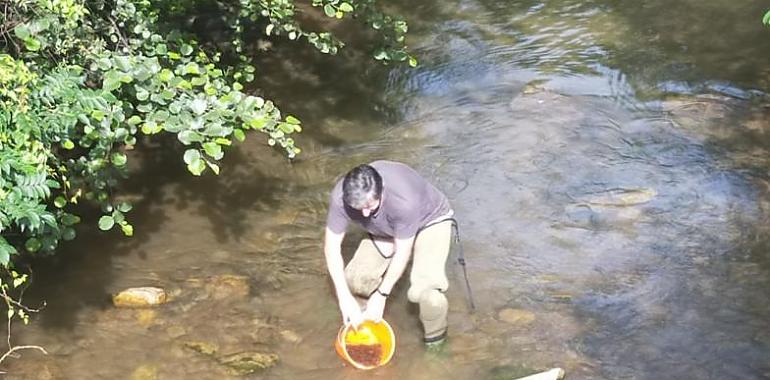 El próximo martes se va a proceder a la suelta de alevines de truchas en los ríos de Morcín