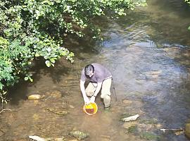 El próximo martes se va a proceder a la suelta de alevines de truchas en los ríos de Morcín