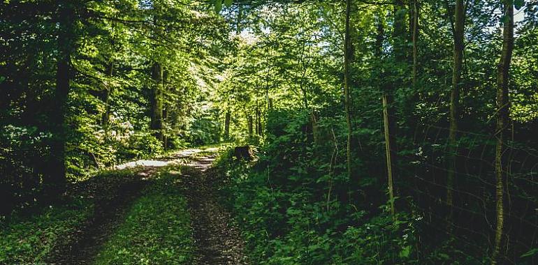 La Consejería de Medio Rural y Cohesión Territorial destina 60.000 euros a ayudas para las entidades del ámbito forestal