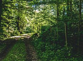 La Consejería de Medio Rural y Cohesión Territorial destina 60.000 euros a ayudas para las entidades del ámbito forestal