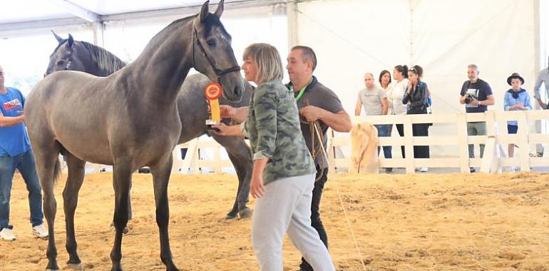 Concurso Morfológico de Caballos de Tineo