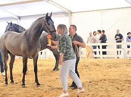 Concurso Morfológico de Caballos de Tineo