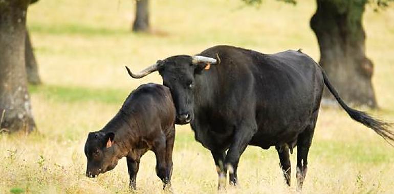 Re-Livestock, dotado con 12 millones de euros, persigue desarrollar sistemas ganaderos capaces de adaptarse al cambio climático