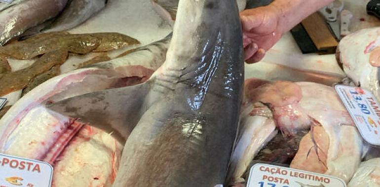 Se denuncia la pesca indiscriminada de crías de tiburón en el Atlántico Norte por España y Portugal