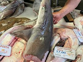 Se denuncia la pesca indiscriminada de crías de tiburón en el Atlántico Norte por España y Portugal