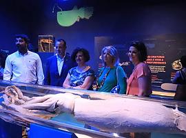 El calamar gigante cantábrico estrena museo en Asturias