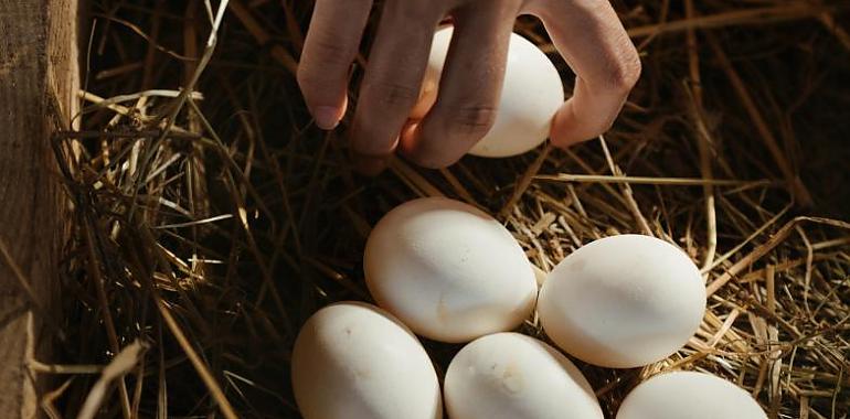 Los asturianos le "echan muchos huevos" a su día a día