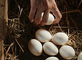 Los asturianos le "echan muchos huevos" a su día a día