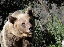 El cambio climático generará un aumento de los conflictos entre osos y humanos