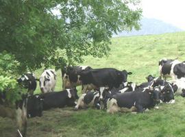Producción sostenible de leche de vaca de calidad diferenciable para la Cornisa Cantábrica