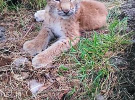 Nacimiento de un lince en el Zoo de Oviedo