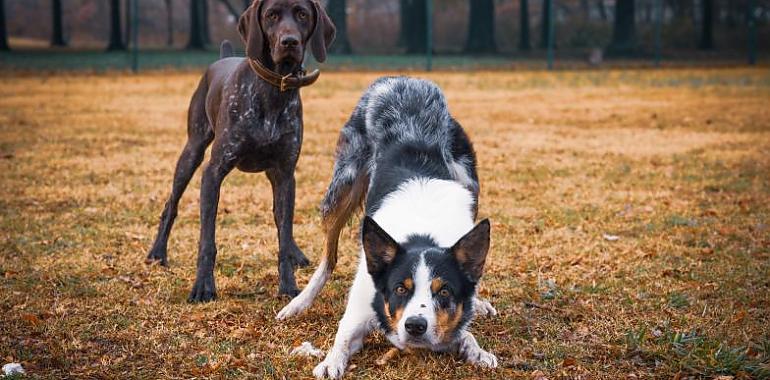 La Ordenanza de Animales de Avilés entrará en vigor el día 25