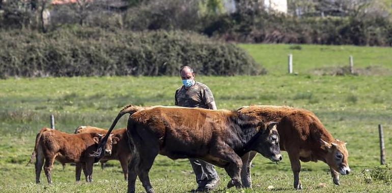 Alimerka aumenta el precio de contratación de terneros a los ganaderos asturianos